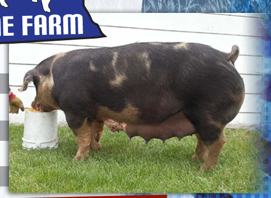 Wetovick Swine Farm